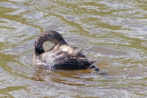 Birds of Brazoria 10/13/2012