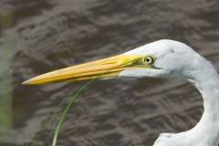 Birds of Anahuac