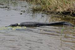 Birds of Anahuac