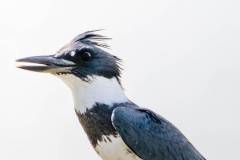 Birds of Anahuac