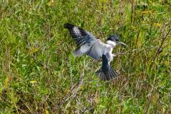 Birds of Anahuac