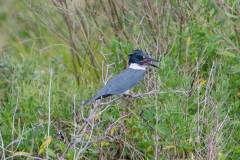 Birds of Anahuac