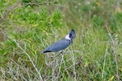 Birds of Anahuac