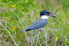 Birds of Anahuac