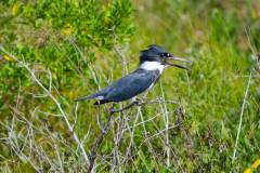 Birds of Anahuac