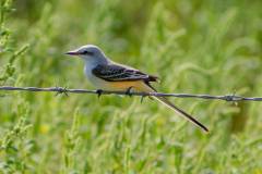 Birds of Anahuac