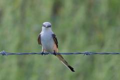 Birds of Anahuac