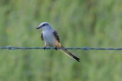 Birds of Anahuac
