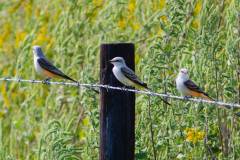 Birds of Anahuac