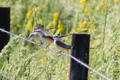 Birds of Anahuac