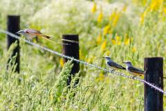 Birds of Anahuac