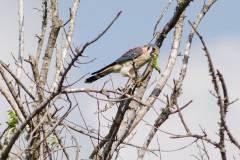 Birds of Anahuac