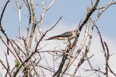 Birds of Anahuac