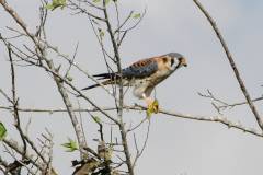 Birds of Anahuac