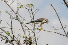 Birds of Anahuac