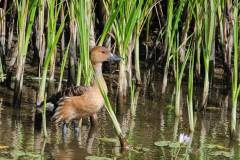 Birds of Anahuac