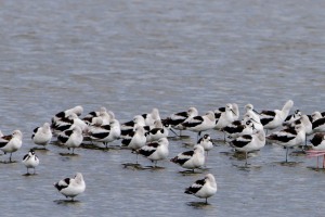 Birds of Brazoria 10/14/2012