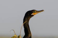 Neotropic Cormorant