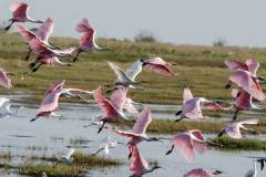 Pink in flight
