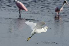 Snowy in flight