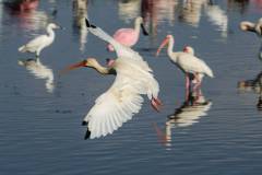 White Ibises