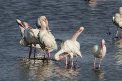 White Ibises