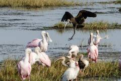 White faced Ibis landing