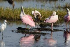Roseate Spoonbill
