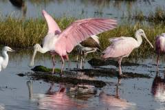 Roseate Spoonbill