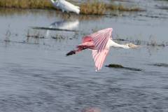 Roseate Spoonbill
