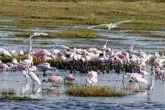 Busy Marsh