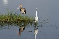 White Ibis (imm.) and Snowy Egret