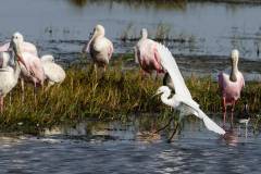 Snowy Egret