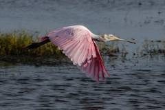 Roseate Spoonbill
