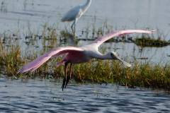 Roseate Spoonbill