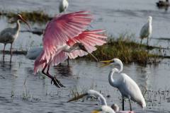 Roseate Spoonbill