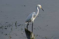 "Black legs, yellow slippers" - Snowy Egret