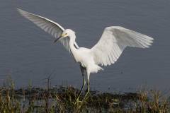 "Black legs, yellow slippers" - Snowy Egret
