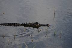 Omnipresent Gator