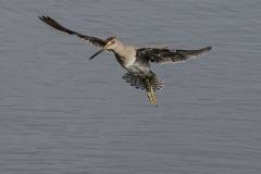 Long billed Dowitcher