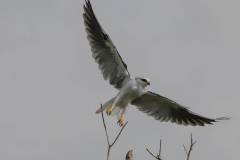 White tailed Kite
