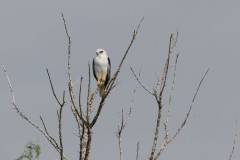 White tailed Kite