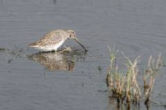 Long billed Dowitcher scratching