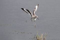 Willet
