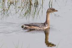 Pied billed Grebe