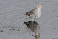 Willet sleeping