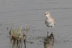 Willet