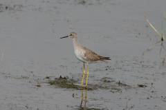 Greater Yellowlegs