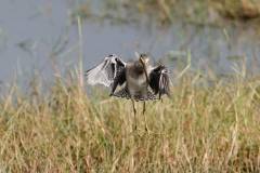 Long billed Dowitcher