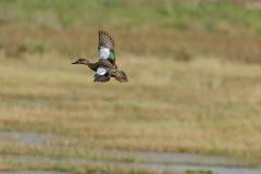 Blue winged Teal blur